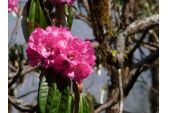 rhododendronbluete_im_fruehjahr.jpg